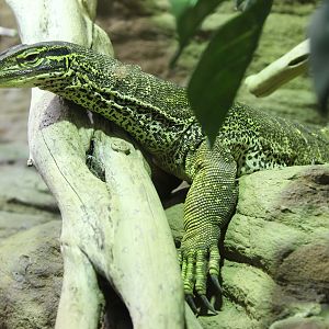Argus Monitor (Varanus panoptes)