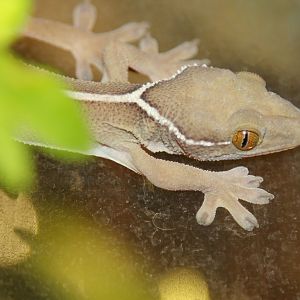 White-striped Gecko (Gecko vittatus)