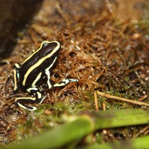 Yellow-striped Poison Dart Frog (Dendrobates truncatus)