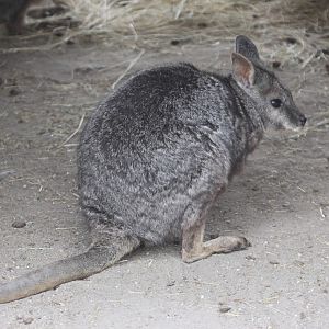 Tammar Wallaby (Macropus eugenii)
