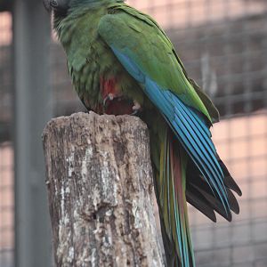 Blue-winged Macaw (Propyrrhura maracana)