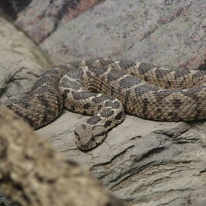 Ottoman Viper (Vipera xanthina)
