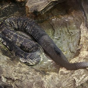 Cottonmouth (Agkistrodon piscivorus)