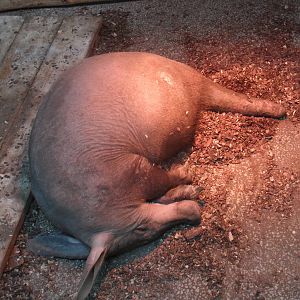Pregnant aardvark