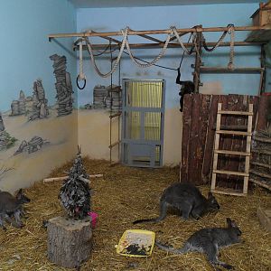 Mixed exhibit (red-necked wallabies, Geoffroy*s spider monkey)