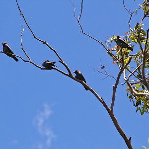 Dollarbirds