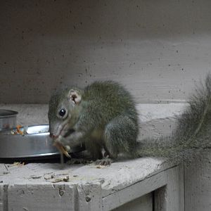 Common threeshrew