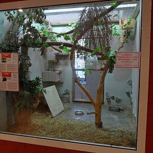 Mixed exhibit (striped skunk, common threeshrews)