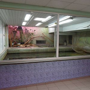 Cuban crocodile exhibit