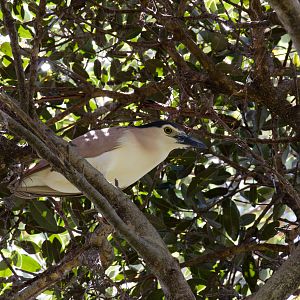 Nankeen Night Heron