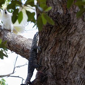 Lace Monitor looking for nests