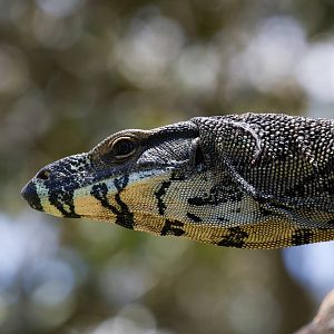 Lace Monitor