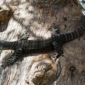 Lace Monitor