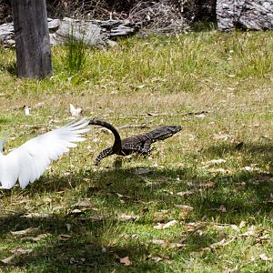 Lace Monitor being harassed by Cockatoo