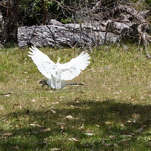 Lace Monitor being harassed by Cockatoo
