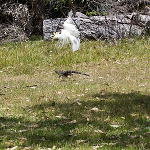 Lace Monitor being harassed by Cockatoo