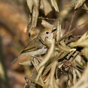 Large-billed Scrubwren