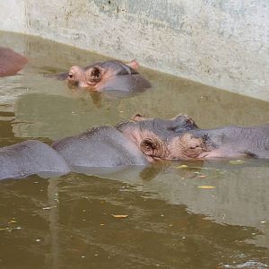 Hippos