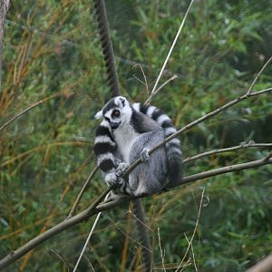 Ring-tailed lemur