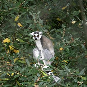 Ring-tailed lemur