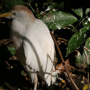 Cattle Egret