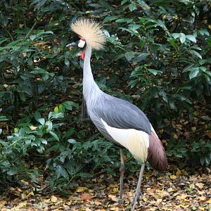 Grey Crowned Crane