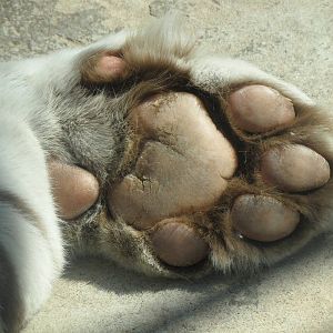 White tiger paw