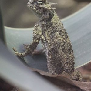 Desert Horned Lizard (Phrynosoma platyrhinos)