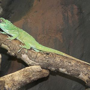 Knight Anole (Anolis equestris)