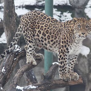 North Persian Leopard (Panthera pardus saxicolor)