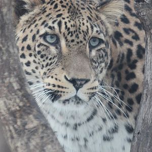 North Persian Leopard (Panthera pardus saxicolor)