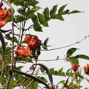 Rufous-tailed hummingbird