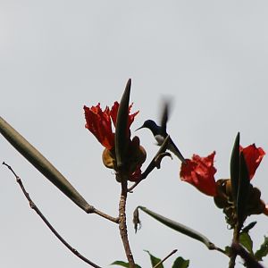 White-necked jacobin