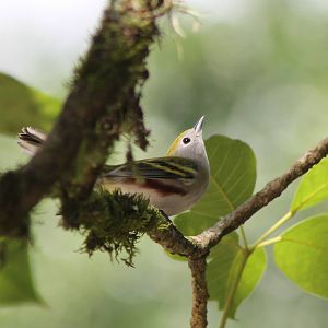 Chestnut-sided warbler