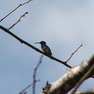 White-necked jacobin