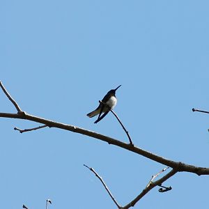 White-necked jacobin