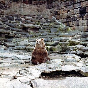 Pittsburgh zoo 1981/82