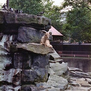 Pittsburgh zoo 1981/82