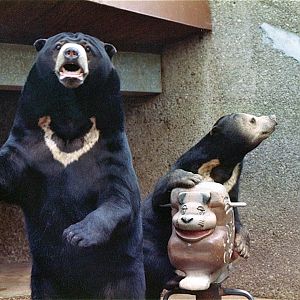 Pittsburgh zoo 1981/82