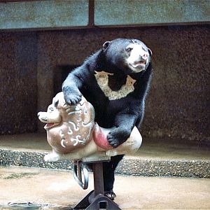 Pittsburgh zoo 1981/82