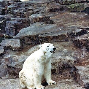 Pittsburgh zoo 1981/82