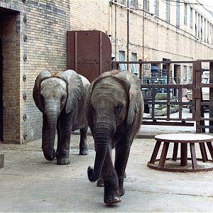 Pittsburgh zoo 1981/82