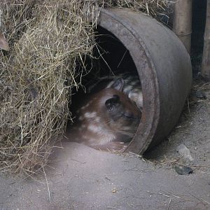 Paca (Cuniculus paca)