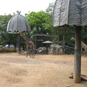 giraffes