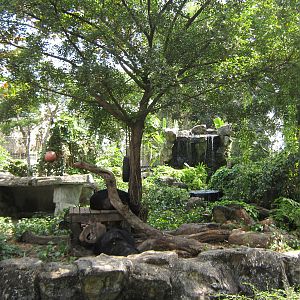 enclosure for Asiatic black bears
