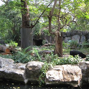 enclosure for sun bears