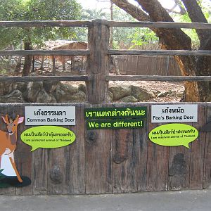 Fea's Muntjac enclosure