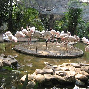 Greater Flamingoes