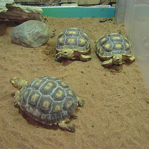 baby spurred tortoises (Geochelone sulcata)