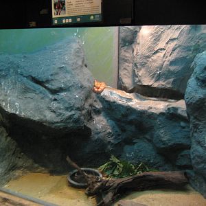 tank for corn snakes (Pantherophis guttatus)
